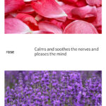 Natural Single Essential Oils – 10ml Aromatherapy Collection for Diffusers & Massage, Multiple Scents