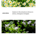 Natural Single Essential Oils – 10ml Aromatherapy Collection for Diffusers & Massage, Multiple Scents