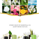 Water-Soluble Aroma Oils (Everyday Collection) – 10ml Fragrance for Humidifiers & Diffusers | Jasmine, Lily, Mint & More