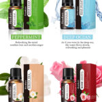Water-Soluble Aroma Oils (Everyday Collection) – 10ml Fragrance for Humidifiers & Diffusers | Jasmine, Lily, Mint & More