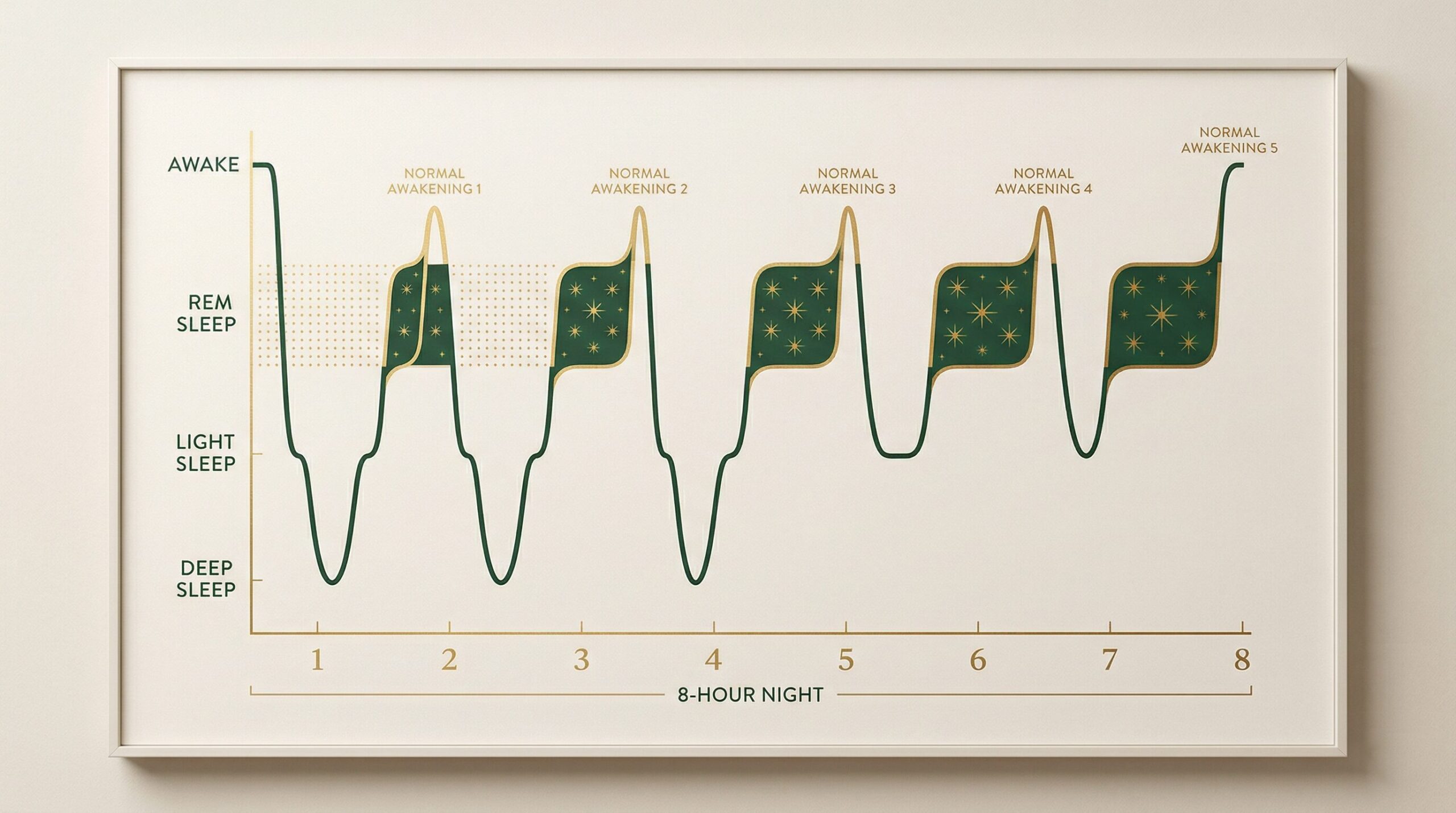 A scientific sleep cycle hypnogram showing normal awakenings throughout the night