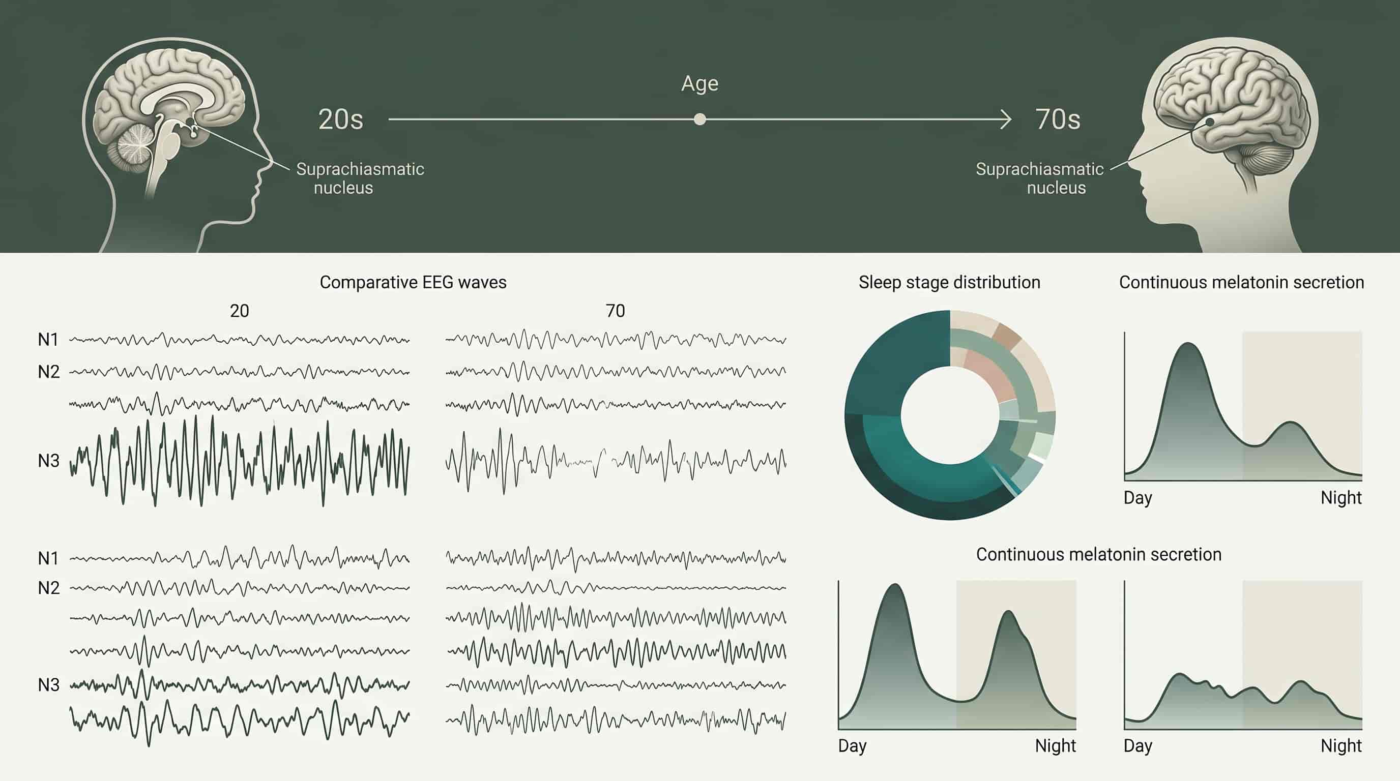 Scientific visualization of sleep architecture changes across the human lifespan showing deep sleep decline, melatonin curve flattening, and comparative EEG patterns from age 20 to age 70