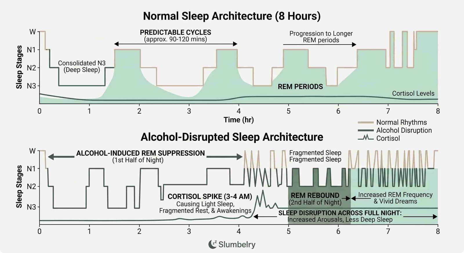 Scientific diagram showing alcohol effects on sleep architecture: annotated graph of REM suppression in first half of night, REM rebound in second half, cortisol spike at 3-4 AM, sleep stage disruption across full night, comparing normal sleep cycles vs alcohol-disrupted cycles, clean white medical illustration