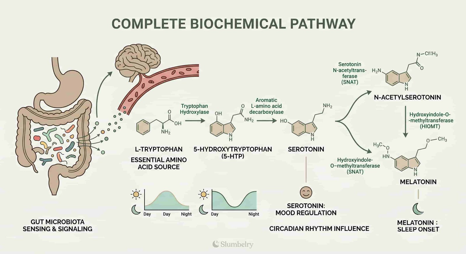 Biochemical pathway from tryptophan to serotonin to melatonin with gut bacteria