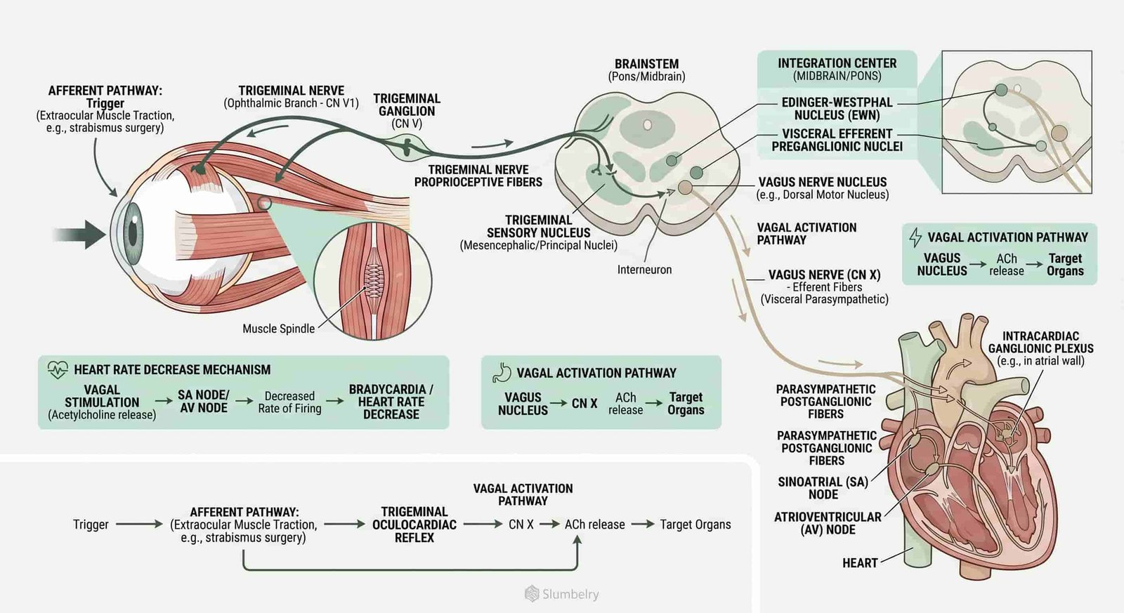 Scientific medical diagram showing the oculocardiac reflex pathway: annotated illustration of trigeminal nerve afferent pathway from extraocular muscles through Edinger-Westphal nucleus to vagus nerve to SA node — showing heart rate decrease mechanism, vagal activation pathway, clean white medical anatomy illustration