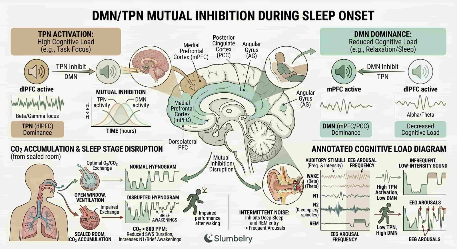 Scientific brain diagram showing the Default Mode Network (DMN) and Task Positive Network (TPN): cross-section illustration of brain with labeled regions — medial prefrontal cortex, posterior cingulate cortex, angular gyrus for DMN, dorsolateral PFC for TPN — showing mutual inhibition between the two networks during sleep onset, annotated cognitive load diagram, clean white medical illustration style