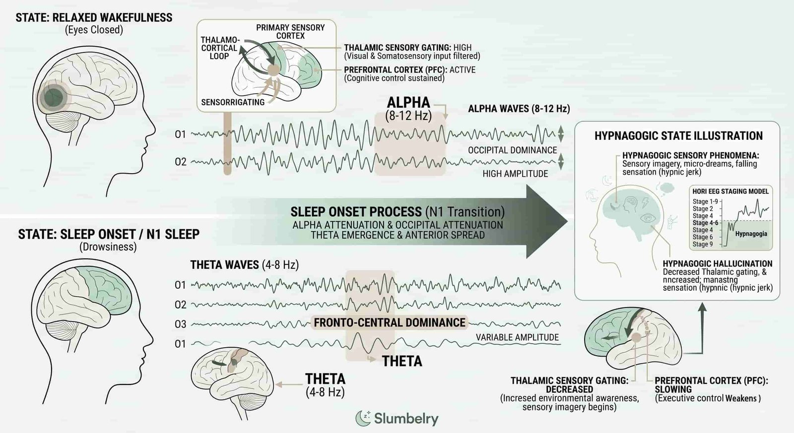 Scientific diagram showing brain wave transition from alpha to theta during sleep onset: annotated EEG wave patterns — alpha waves (8-12 Hz) transitioning to theta waves (4-8 Hz), showing thalamic sensory gating decrease and prefrontal cortex slowing, hypnagogic state illustration, clean white medical EEG visualization style