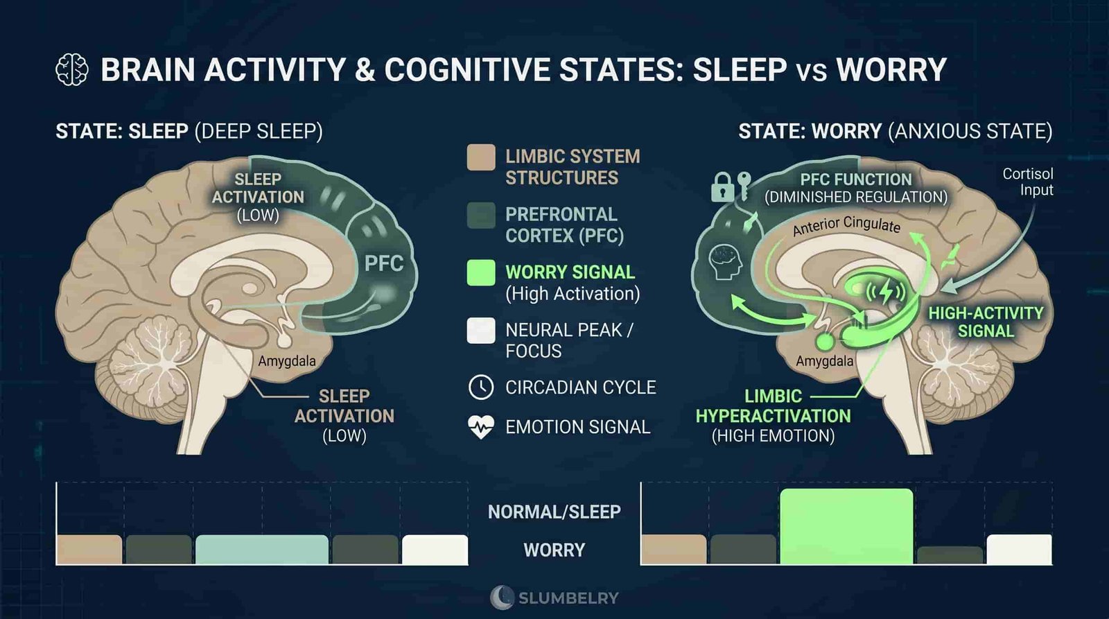 Constructive Worrying: How to Clear Your Mental Inbox Before Bed 2 Scientific diagram showing brain activity during sleep vs worry, prefrontal cortex and limbic system