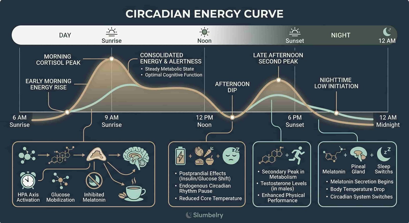 Scientific medical infographic showing circadian energy curve across the day: morning cortisol peak, afternoon dip at 1-3 PM, late afternoon second peak, nighttime low, with annotated biological mechanisms for each phase, dark blue medical illustration