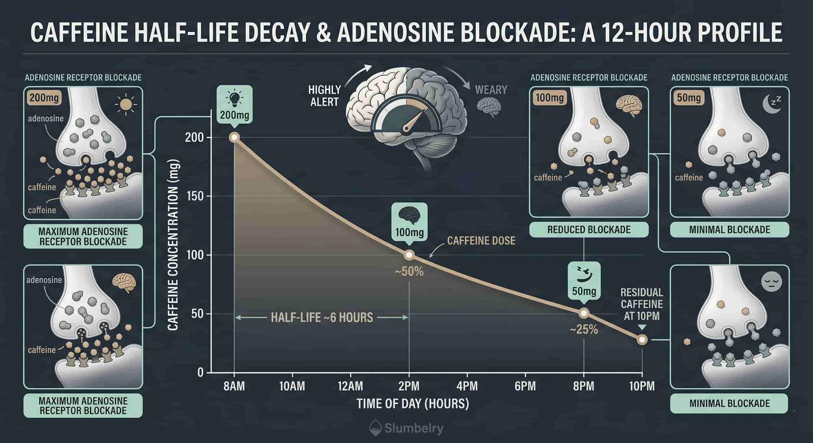 Scientific medical infographic showing caffeine half-life decay curve across 12 hours: 200mg at 8AM, 100mg at 2PM, 50mg at 8PM, residual caffeine at 10PM, adenosine receptor blockade at each time point, dark blue medical illustration