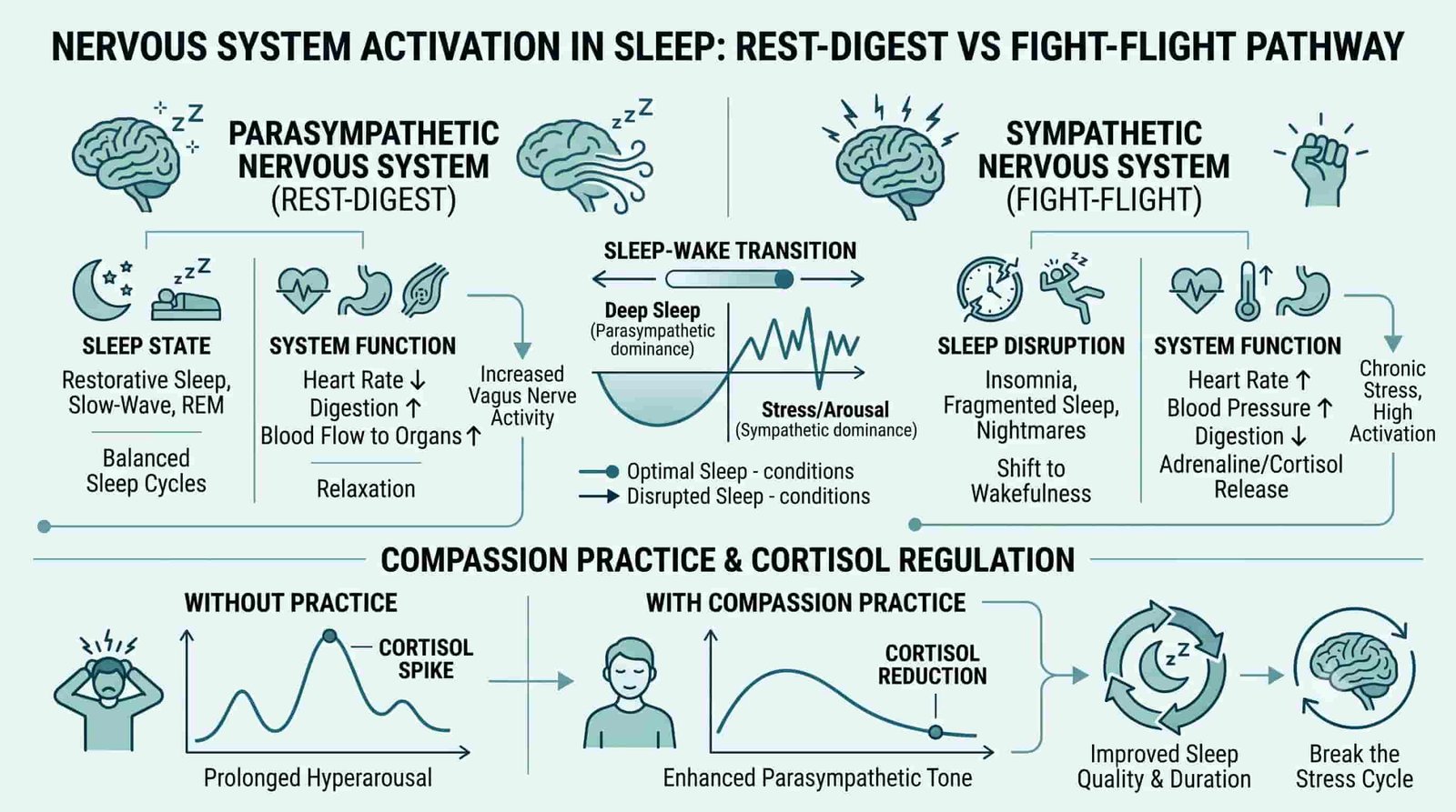 A Compassionate Approach to Sleep 2 Parasympathetic vs sympathetic nervous system in sleep: rest-digest activation through self-compassion, cortisol decline curve, compassionate vs self-critical thought patterns comparison