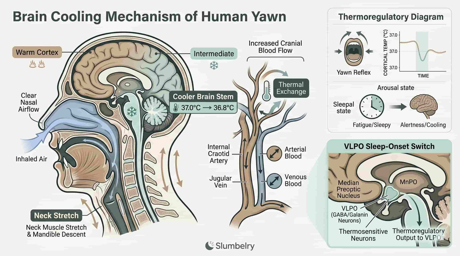 Scientific medical infographic showing yawning brain cooling mechanism: side view cross-section of human head showing nasal airflow pathway, increased cranial blood flow from neck stretch, annotated temperature gradient from warm cortex to cooler brain stem, VLPO sleep-onset switch highlighted, thermoregulatory diagram