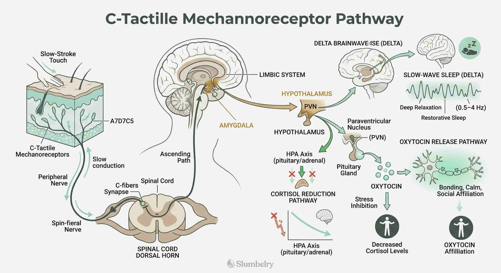 Scientific medical infographic showing C-tactile mechanoreceptor pathway: slow stroke touch input from skin through spinal cord dorsal horn to limbic system amygdala and hypothalamus, with cortisol reduction pathway annotated, oxytocin release pathway, delta brainwave generation pathway, neuroscience diagram