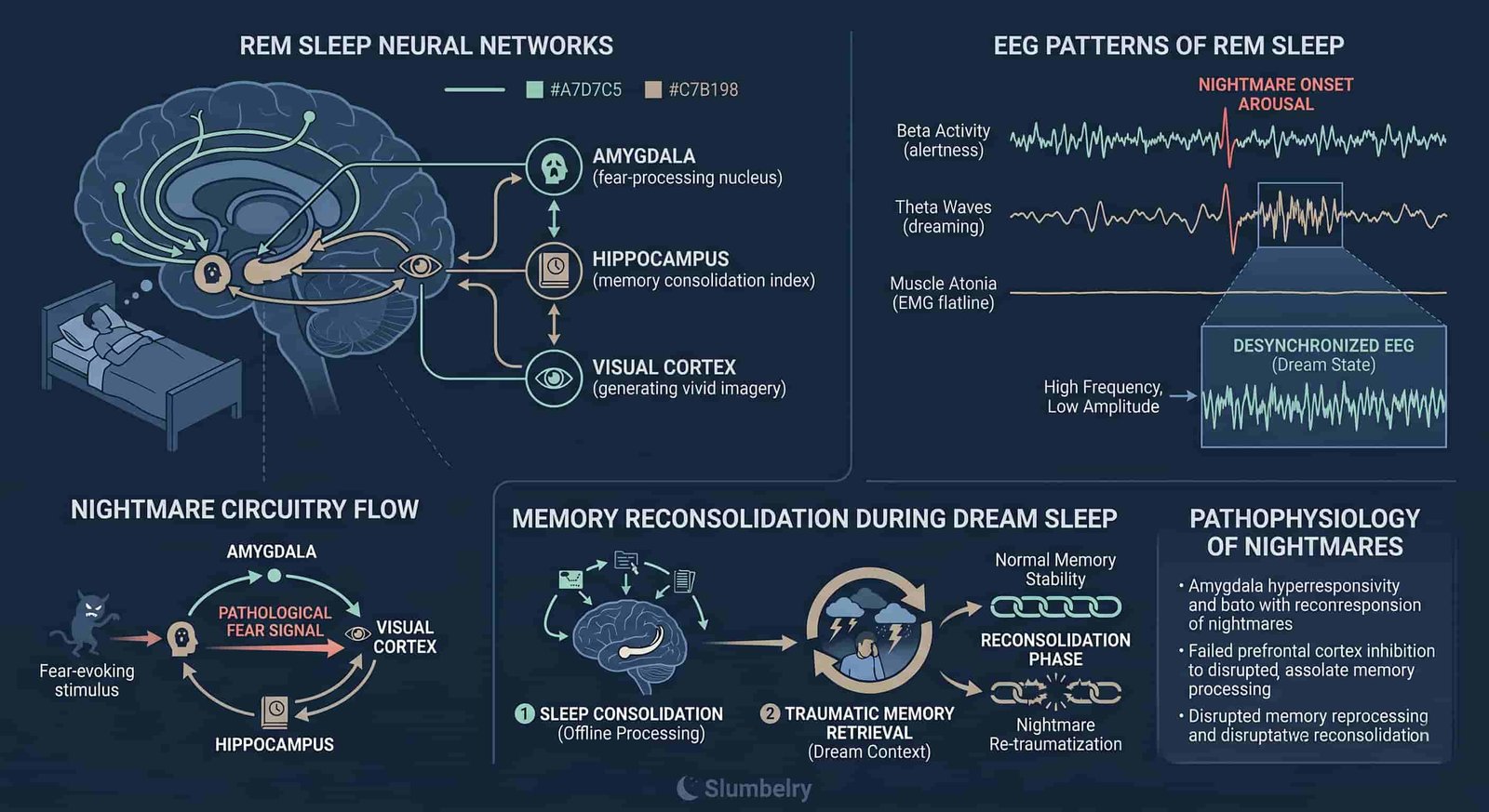 Scientific neuroscience diagram showing REM sleep brain activity during nightmare processing: amygdala-hippocampus-visual cortex circuit, memory reconsolidation during dream sleep, EEG patterns, dark blue medical illustration