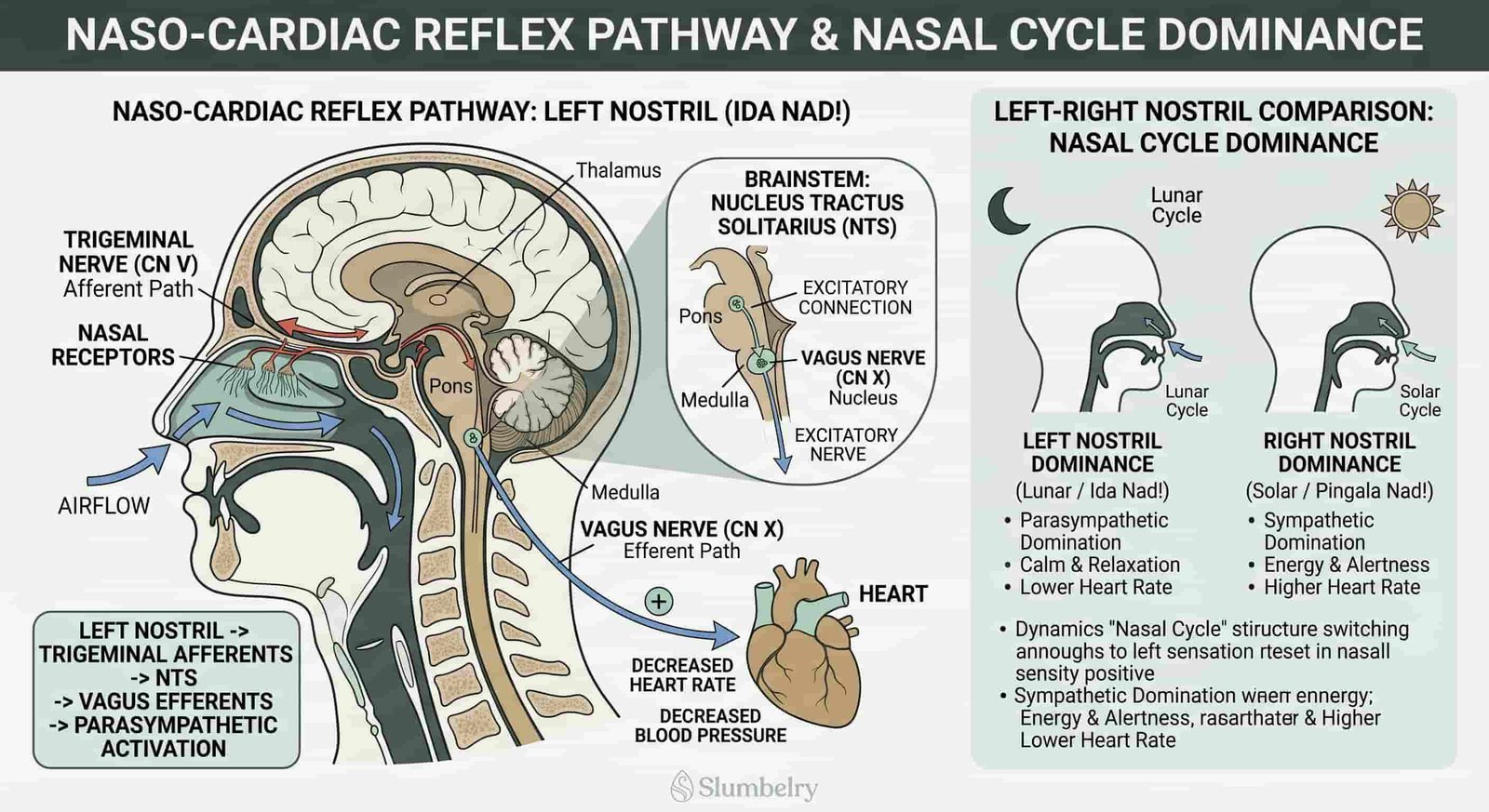 Scientific medical diagram showing naso-cardiac reflex pathway: left nostril airflow through nasal passages triggering trigeminal nerve afferents to vagus nerve, resulting in decreased heart rate and blood pressure, parasympathetic activation, with left-right nostril comparison showing lunar versus solar nasal cycle dominance, annotated neuroscience diagram