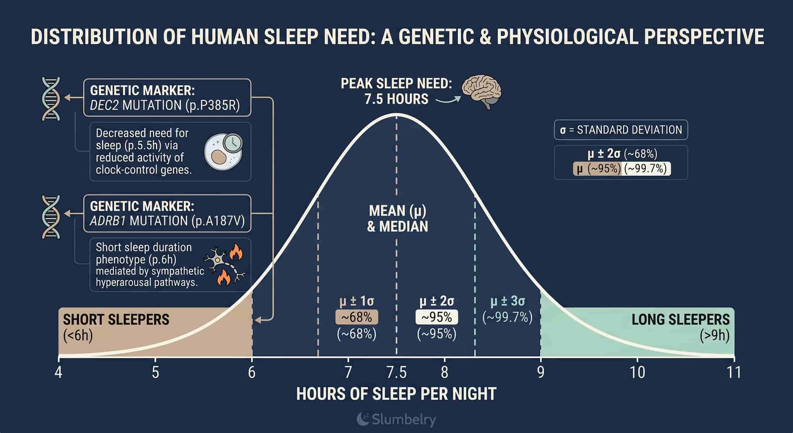 Scientific medical infographic showing bell curve distribution of human sleep need: 4-11 hour range on x-axis, bell curve peaking at 7.5 hours, shaded regions for short sleepers and long sleepers, genetic mutation markers for DEC2 and ADRB1 short sleeper genes, annotated standard deviation, dark blue medical illustration