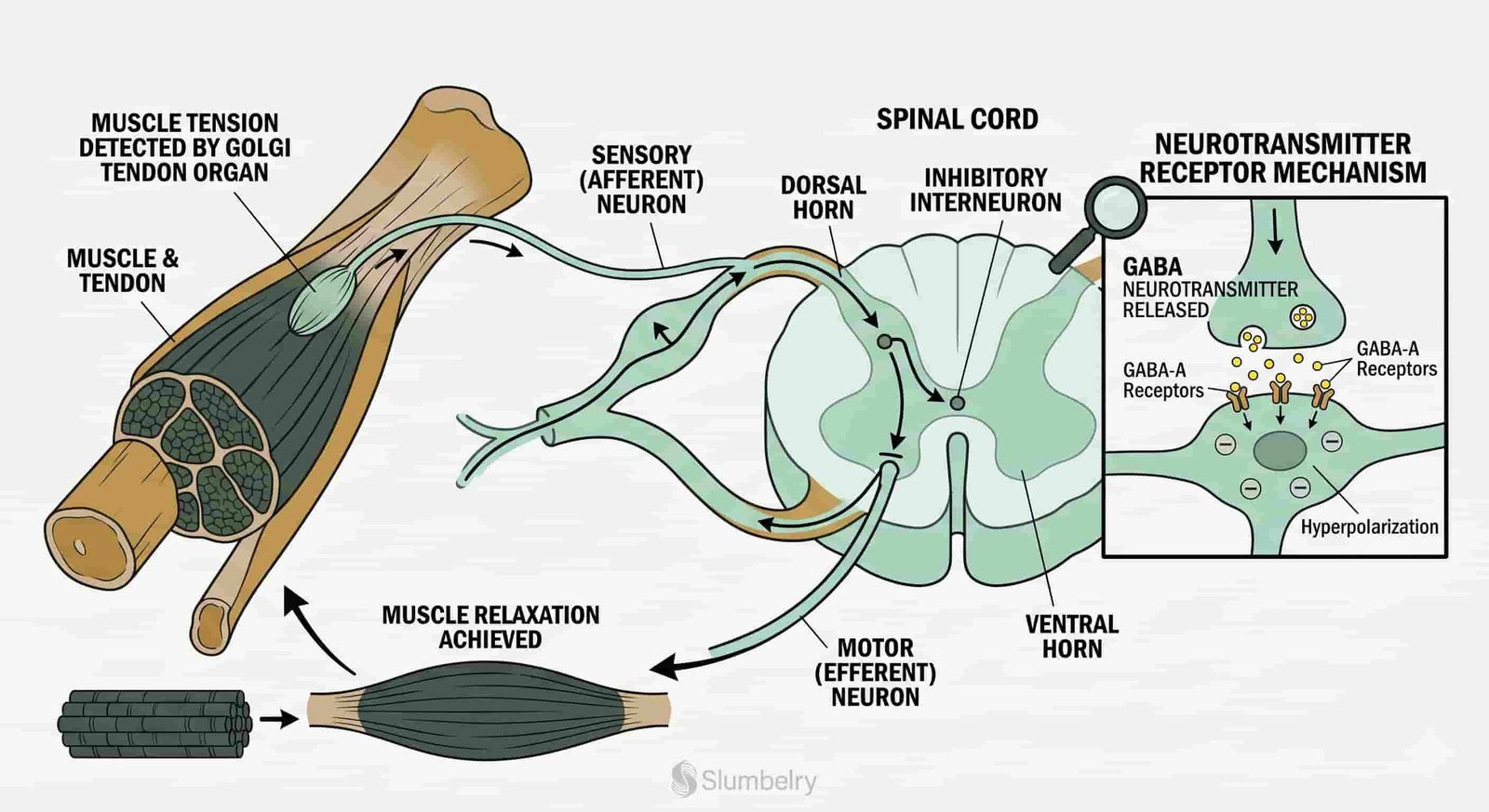 Scientific medical diagram showing Golgi tendon organ autogenic inhibition reflex pathway: muscle tension detected by GTO, inhibitory interneuron activated in spinal cord, GABA neurotransmitter released, muscle relaxation achieved, annotated neurology diagram with arrows