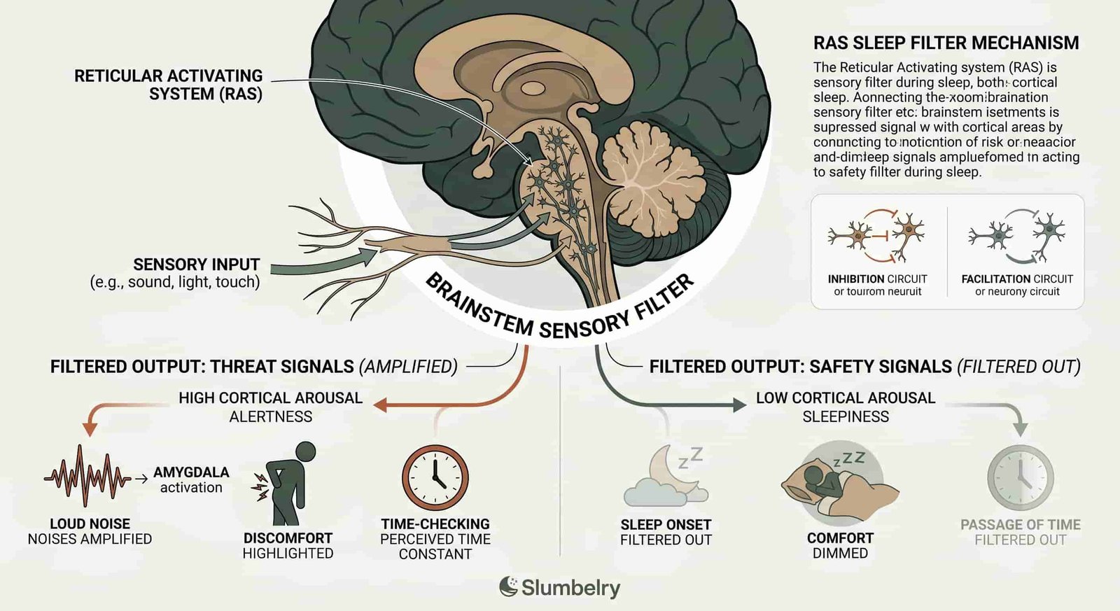 Scientific infographic showing reticular activating system RAS sleep filter: sensory input entering brain, RAS network of brainstem neurons acting as filter, with two output channels showing filtered threat signals amplified (noises, discomfort, time-checking highlighted) versus safety signals filtered out (sleep onset, comfort, passage of time dimmed), annotated neuroscience diagram