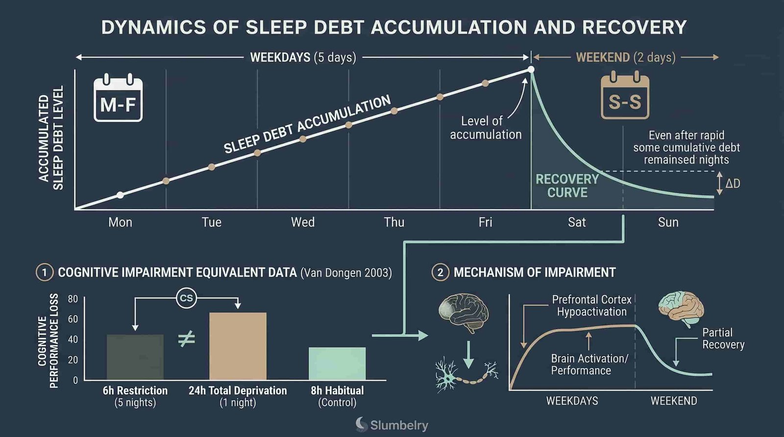 Scientific medical infographic showing sleep debt accumulation curve vs recovery curve: linear debt accumulation across 5 weekdays, logarithmic recovery on weekends, cognitive impairment equivalent data from Van Dongen 2003, annotated graph showing 6h restriction equals 24h deprivation, dark blue medical illustration